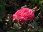 Rosemary Rose-1.jpg